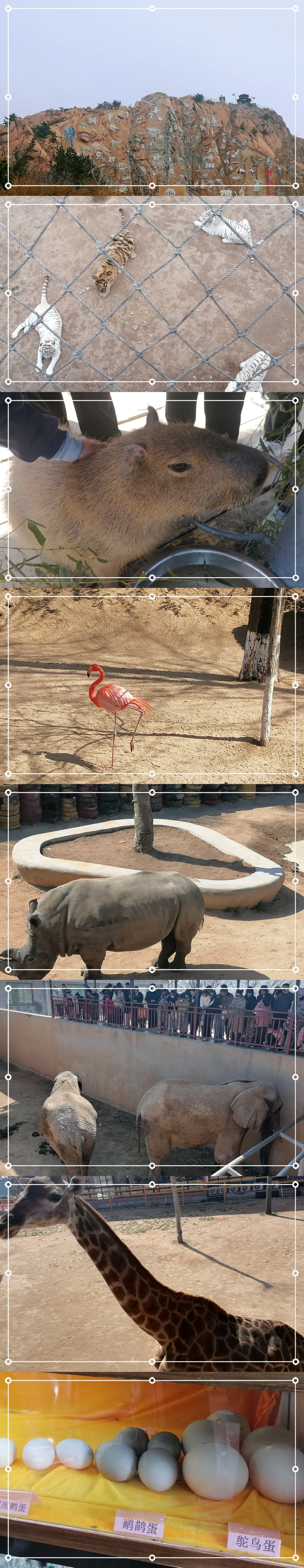 威海西霞口神雕山动物园一日游旅游攻略