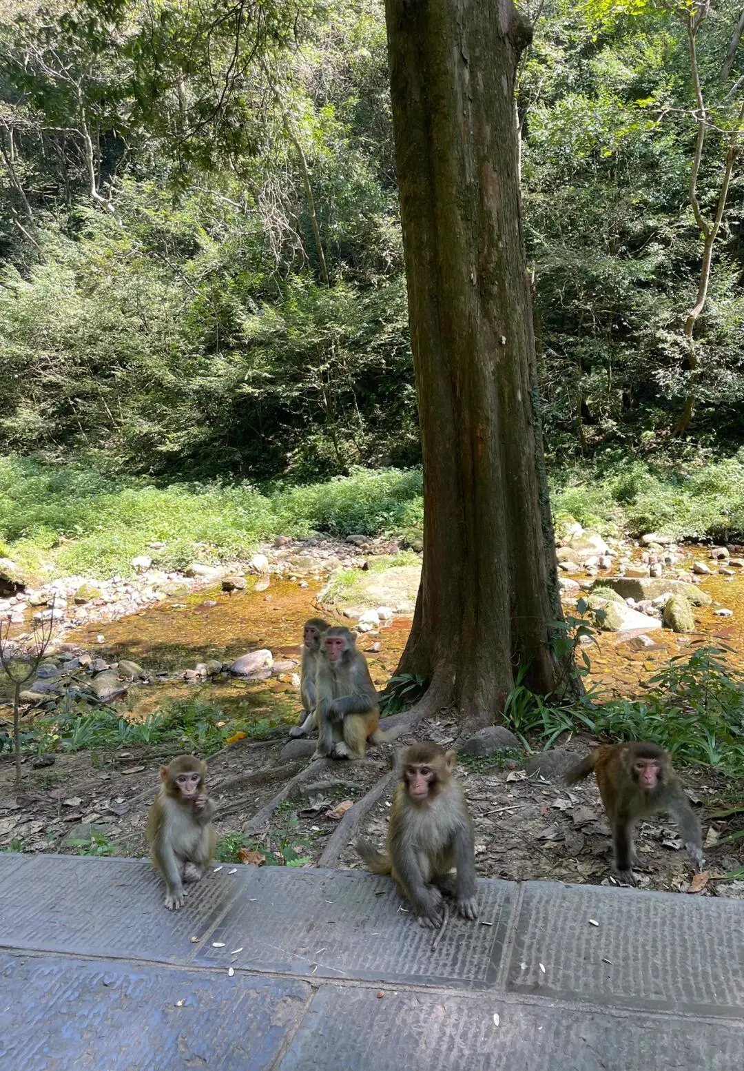 都感叹张家界山峰险峻，谁又知工人的勇气