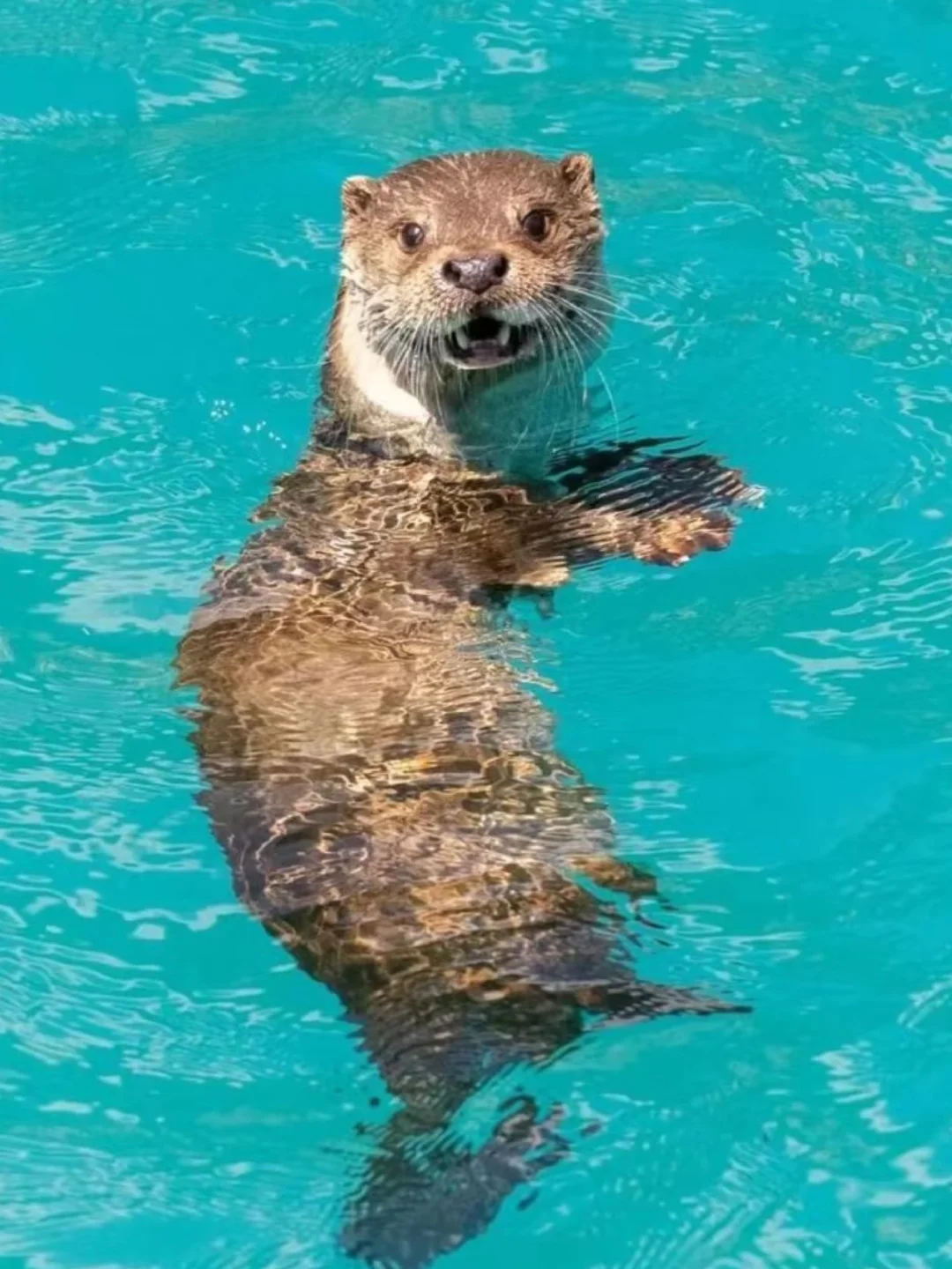 4.2📍九寨沟春日奇遇！！闯入了动物世界
