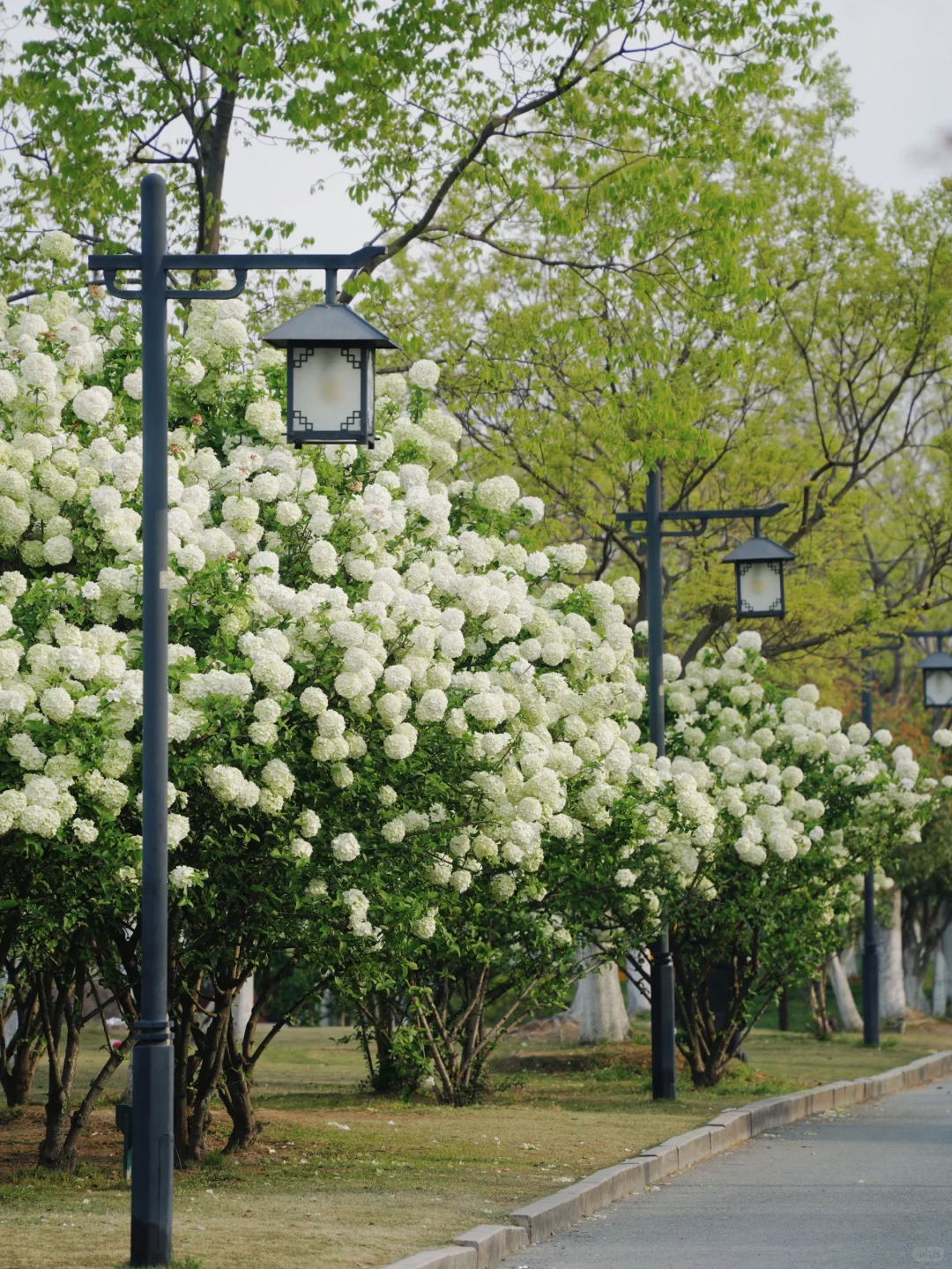 4.2湘湖木绣球| 多处木绣球花海适合拍人像！