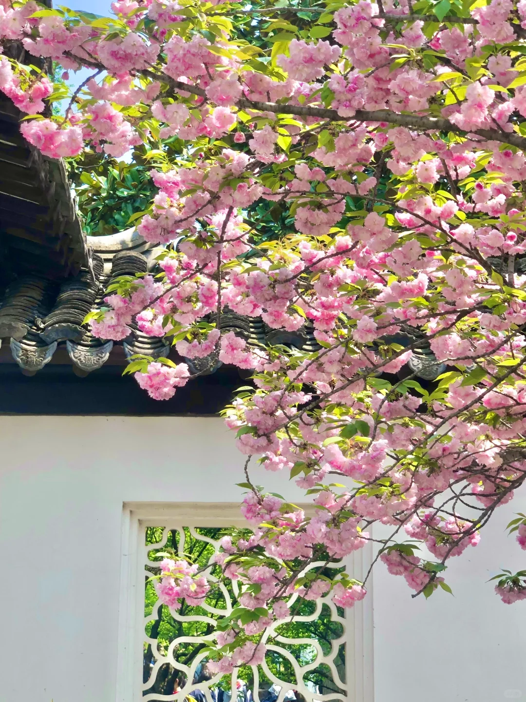 到虎丘才知道苏州的春天多治愈！