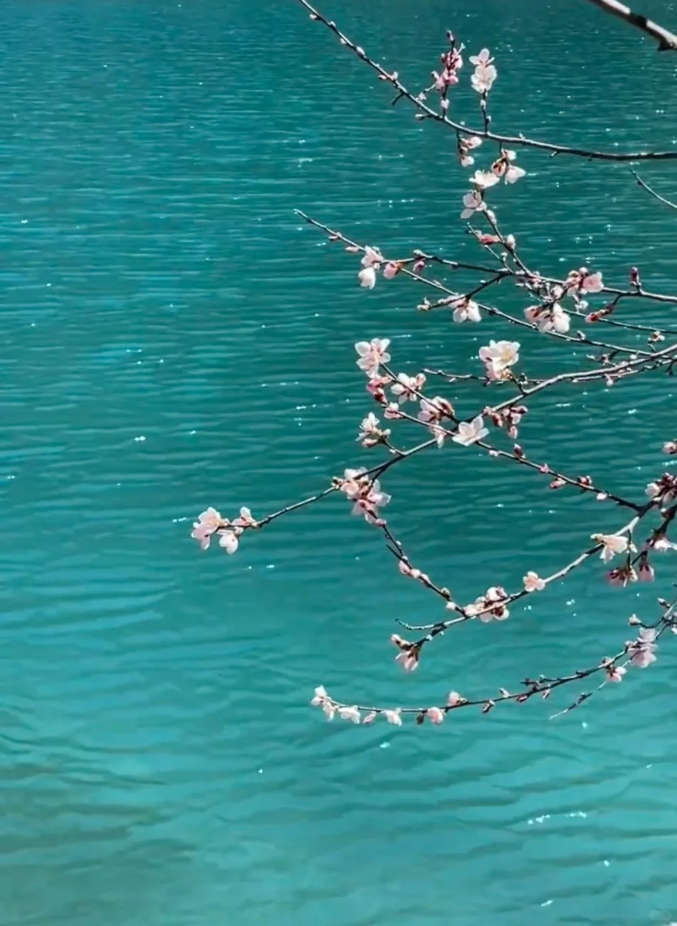 3.24📍九寨沟最新实况！桃花封神季来了🌸