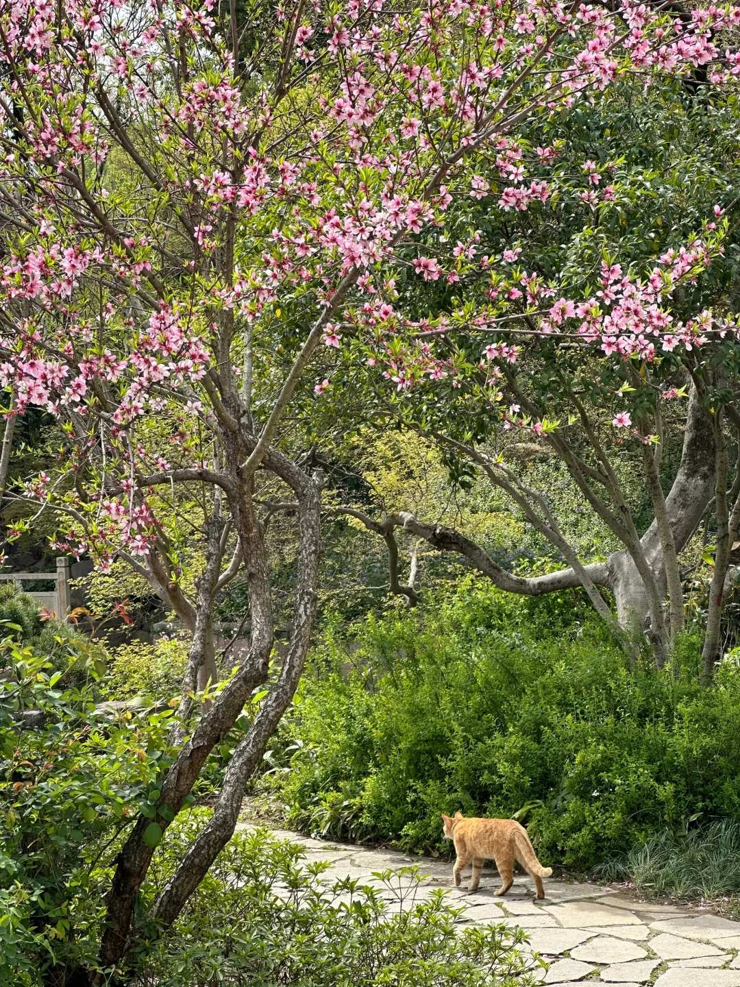 到虎丘才知道苏州的春天多治愈！
