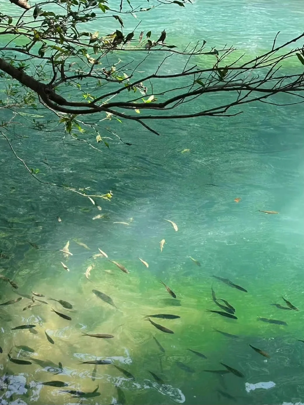 血泪教训‼️3-5月别不听劝就去荔波小七孔😭…