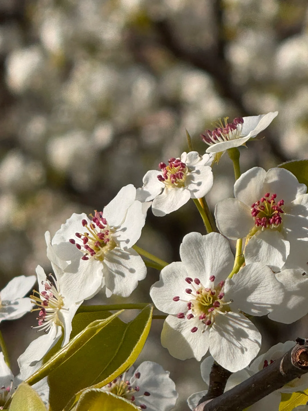 北京绝美徒步路线（69）大清贡梨园赏梨花