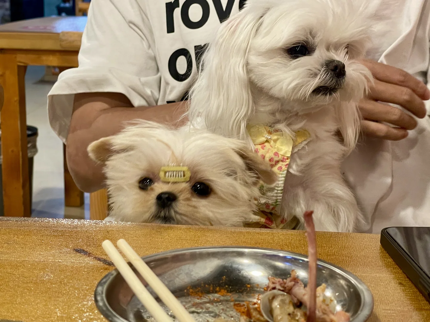 精神状态be like：快乐小狗