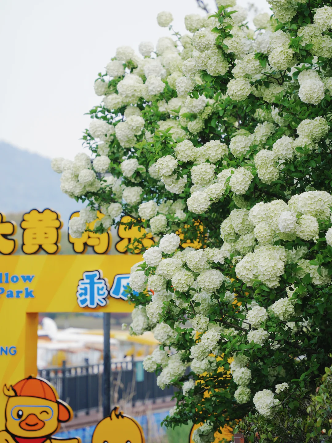 4.2湘湖木绣球| 多处木绣球花海适合拍人像！