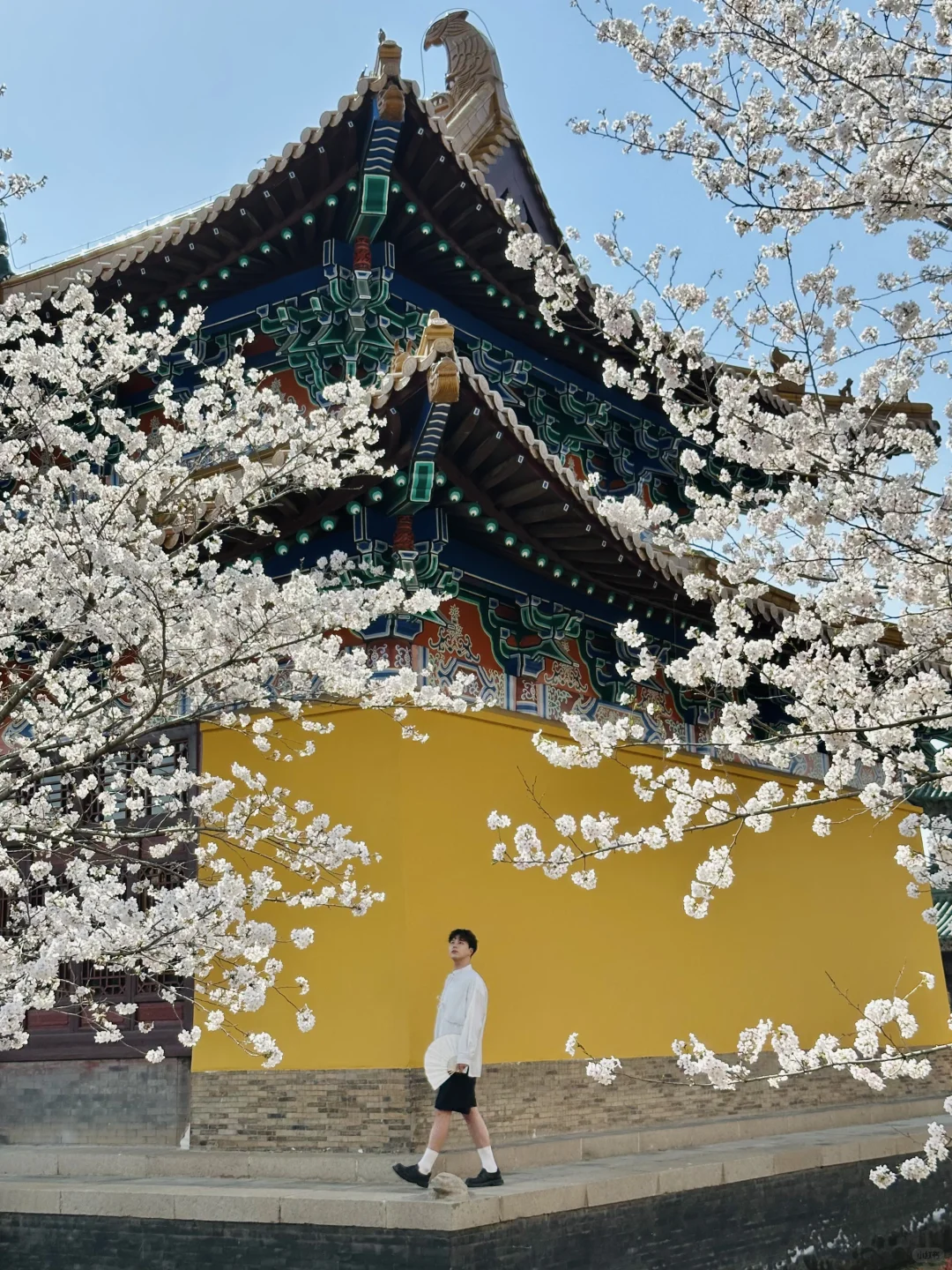 在无锡！今年见过最震撼的樱花！！！