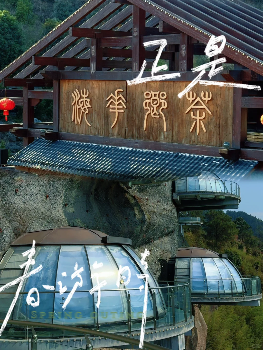 樱花海💢美到窒息，不用去武汉人挤人啰‼️