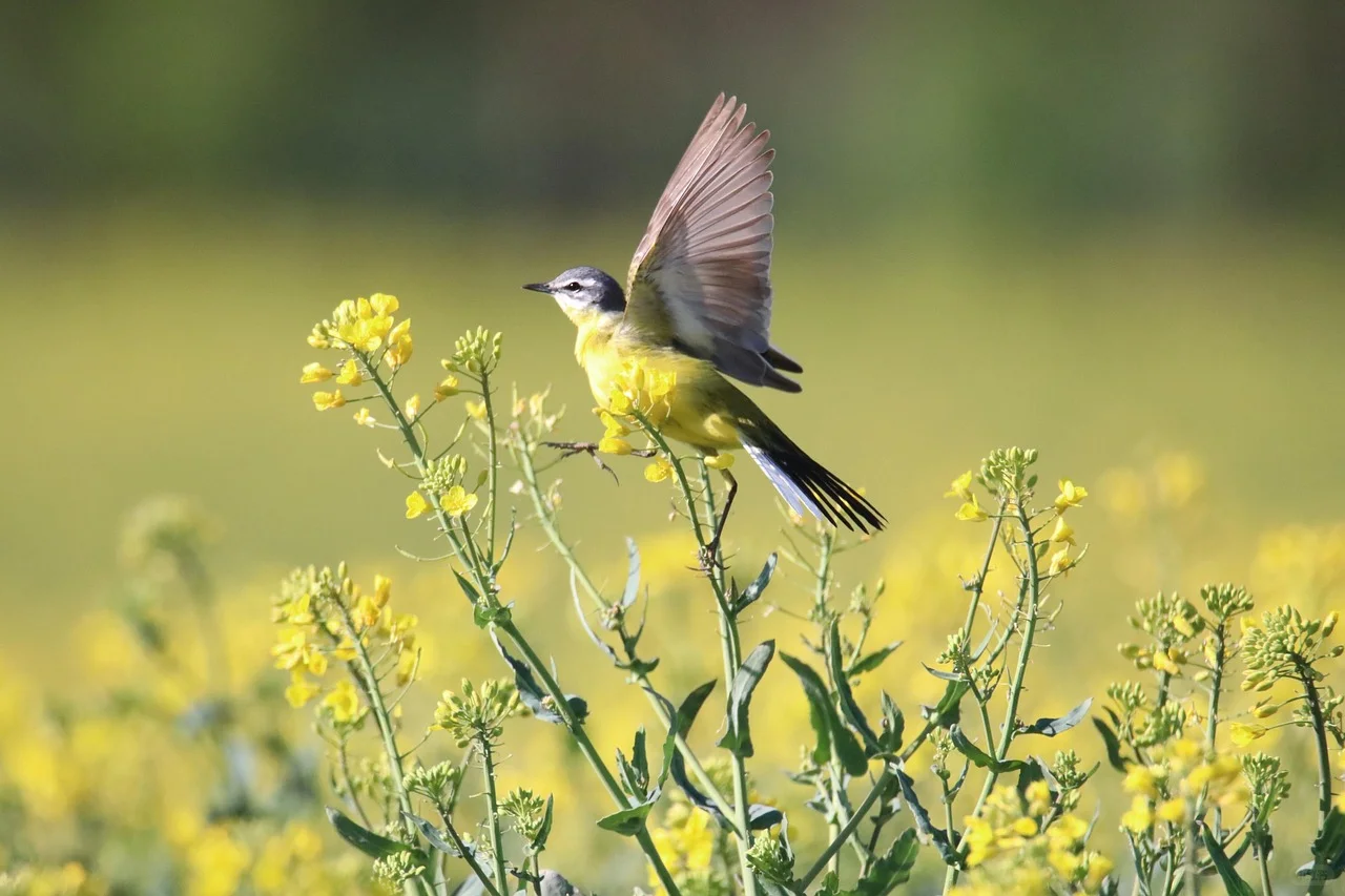 3月去赏花-河北篇（石家庄邯郸保定唐山）