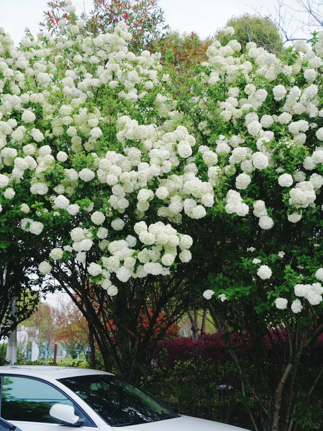 4.2湘湖木绣球| 多处木绣球花海适合拍人像！