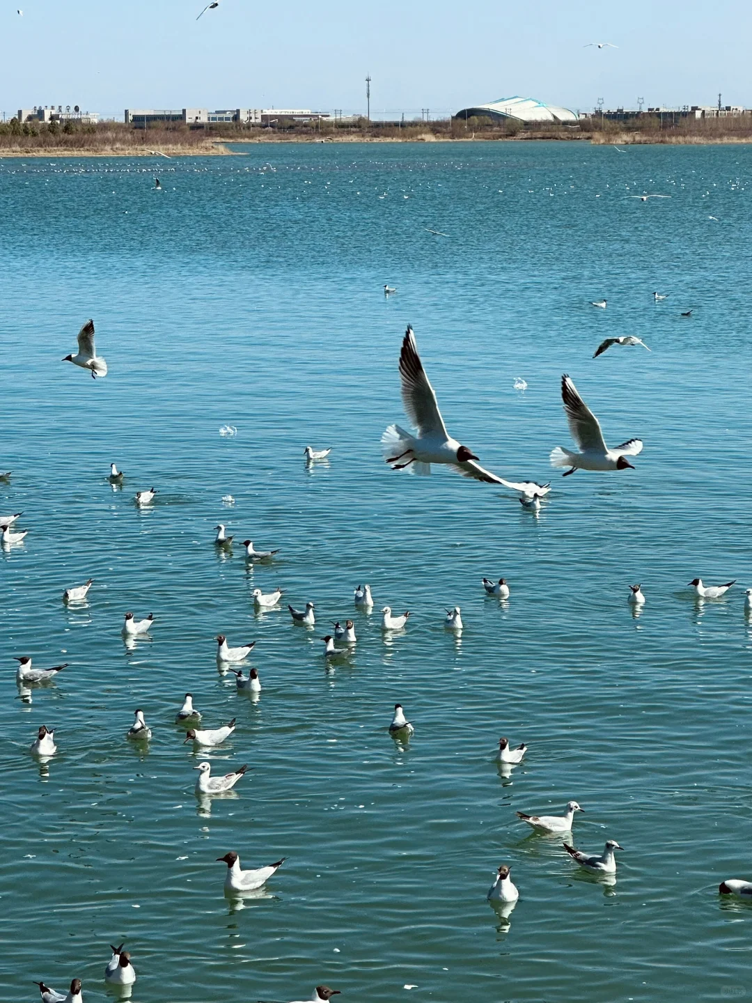 4.2居然在宁夏看到大片海鸥！