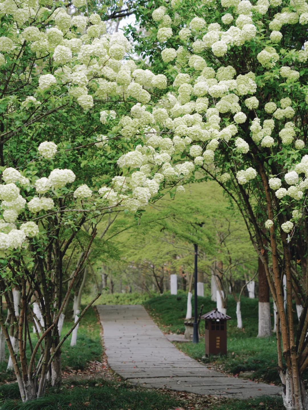 4.2湘湖木绣球| 多处木绣球花海适合拍人像！