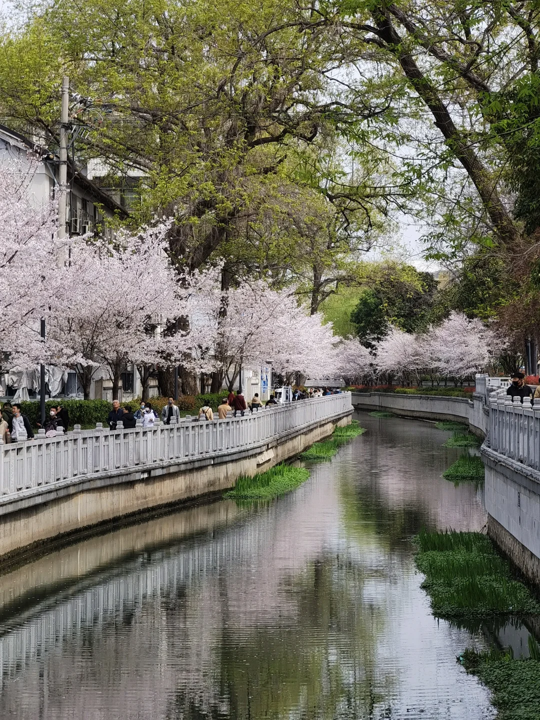 接下来的南京，是一万次的春和景明