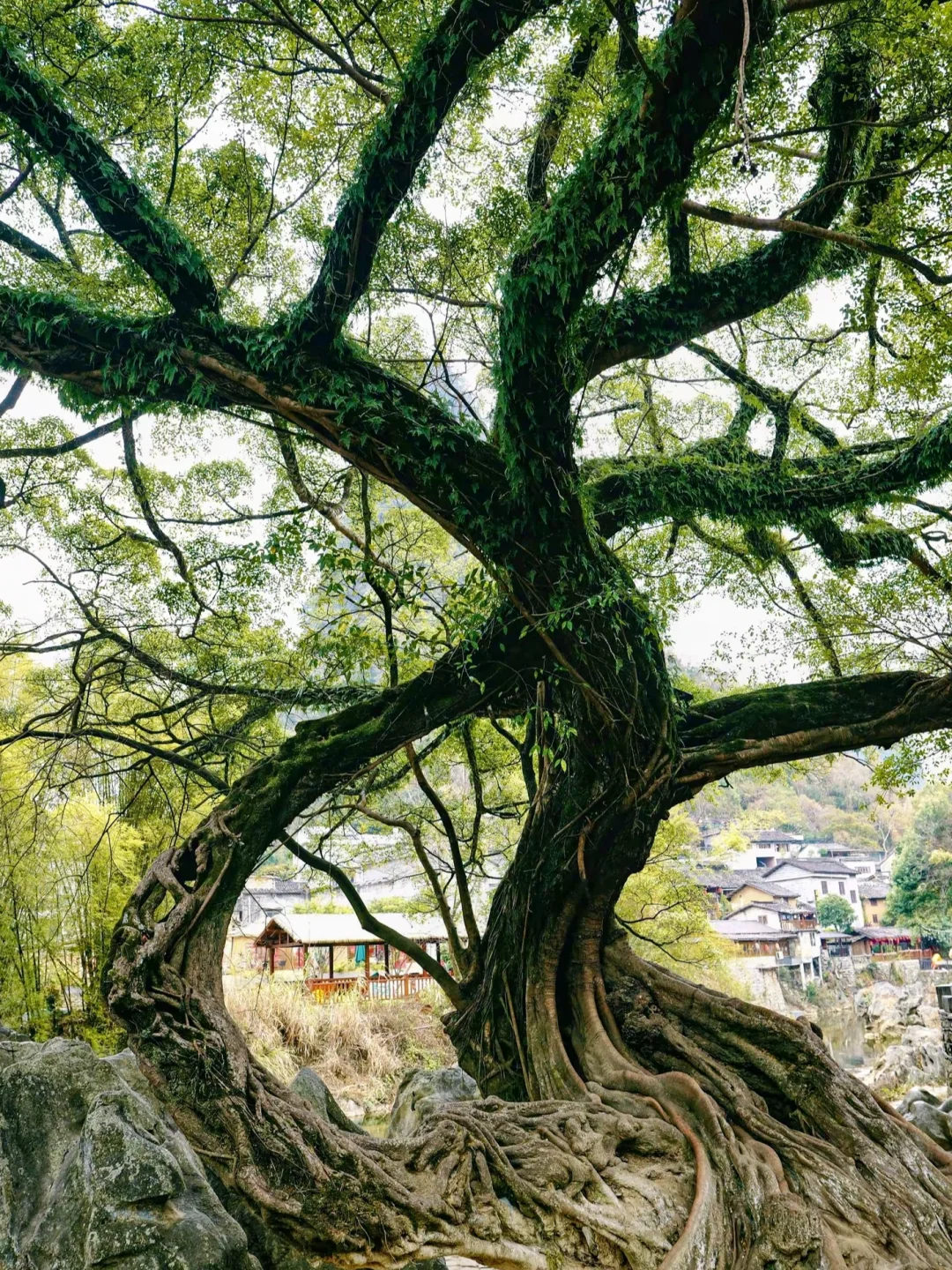 📍贺州•黄姚古镇，避开人流两日游攻略来啦