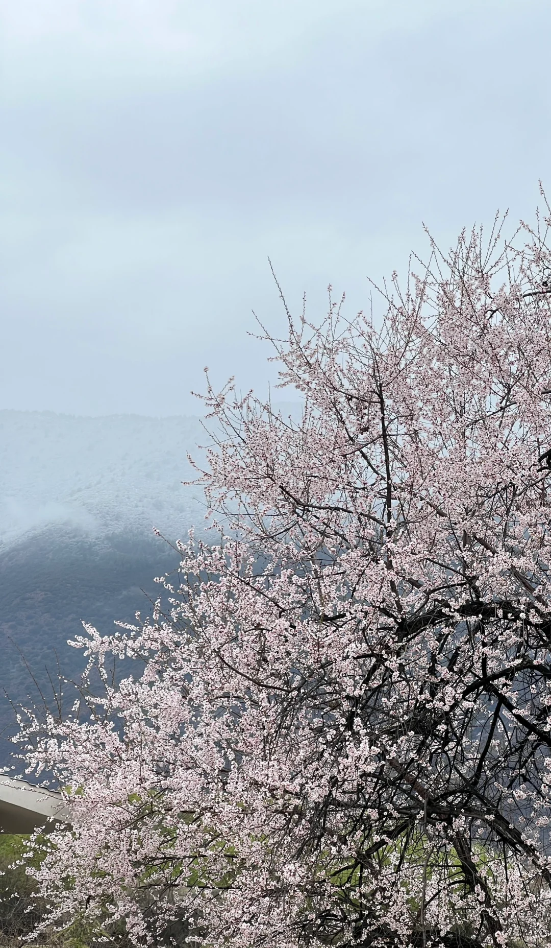 林芝｜雅鲁藏布大峡谷，已投诉
