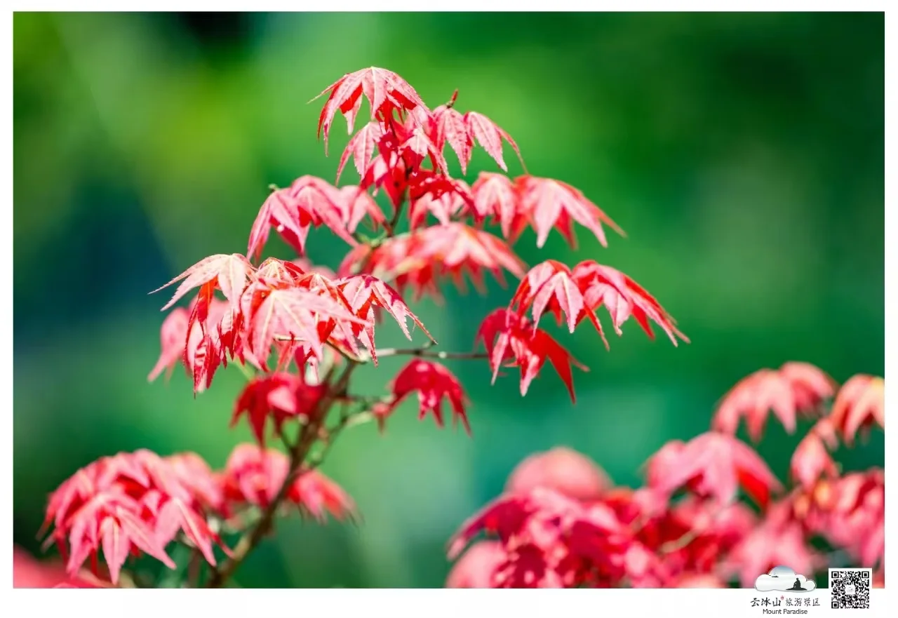 云冰山景区：邂逅，那片惊艳的枫红