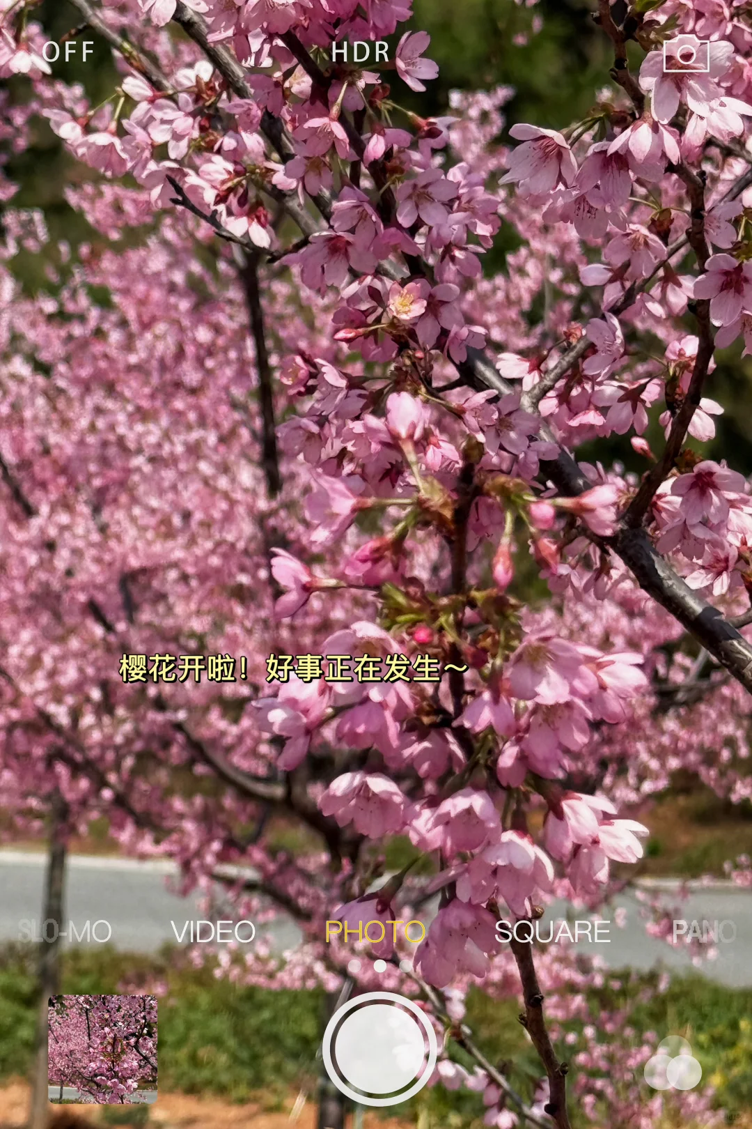 樱花海💢美到窒息，不用去武汉人挤人啰‼️