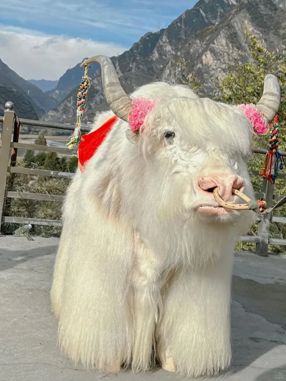 4.2📍九寨沟春日奇遇！！闯入了动物世界