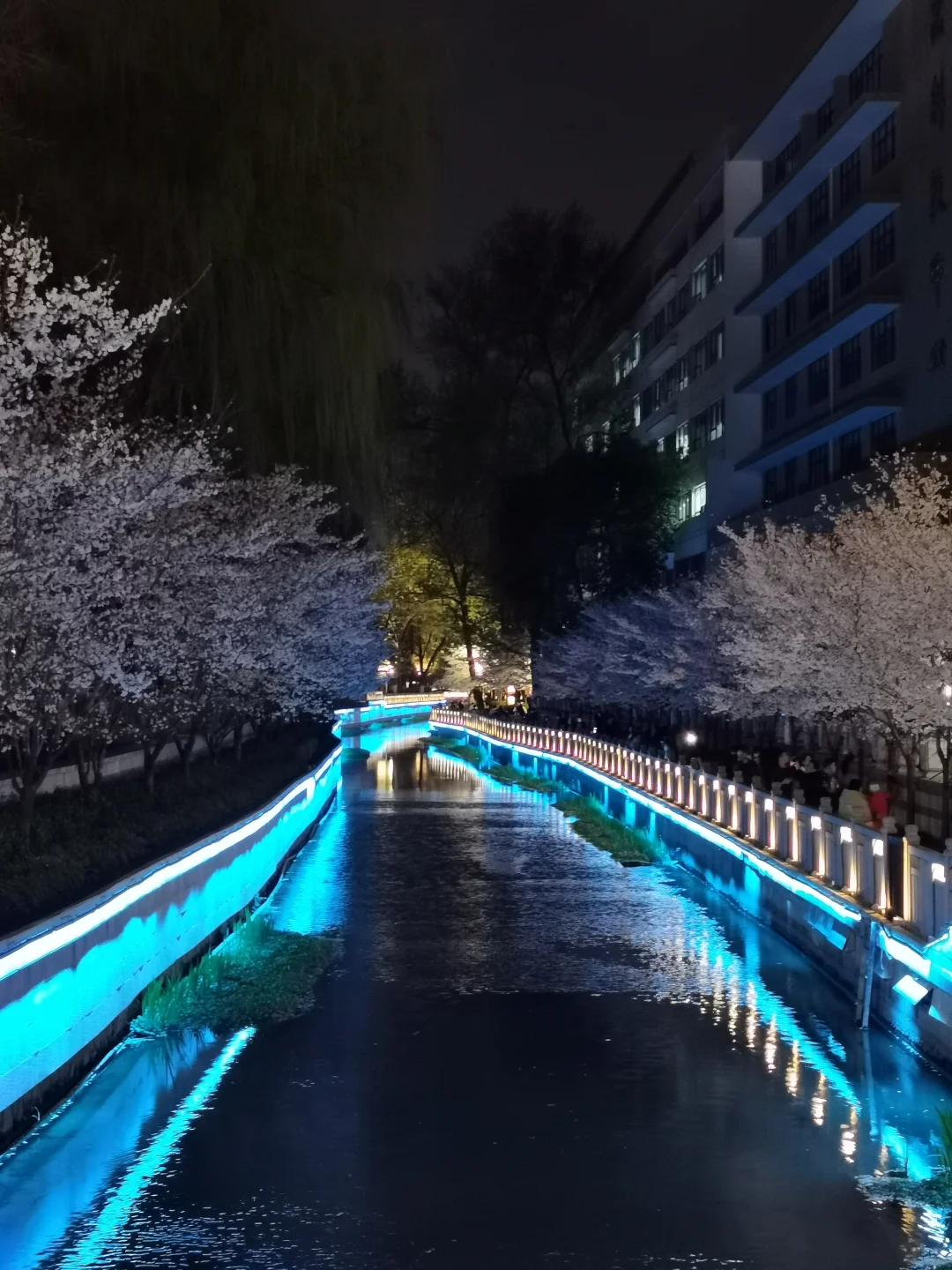 接下来的南京，是一万次的春和景明