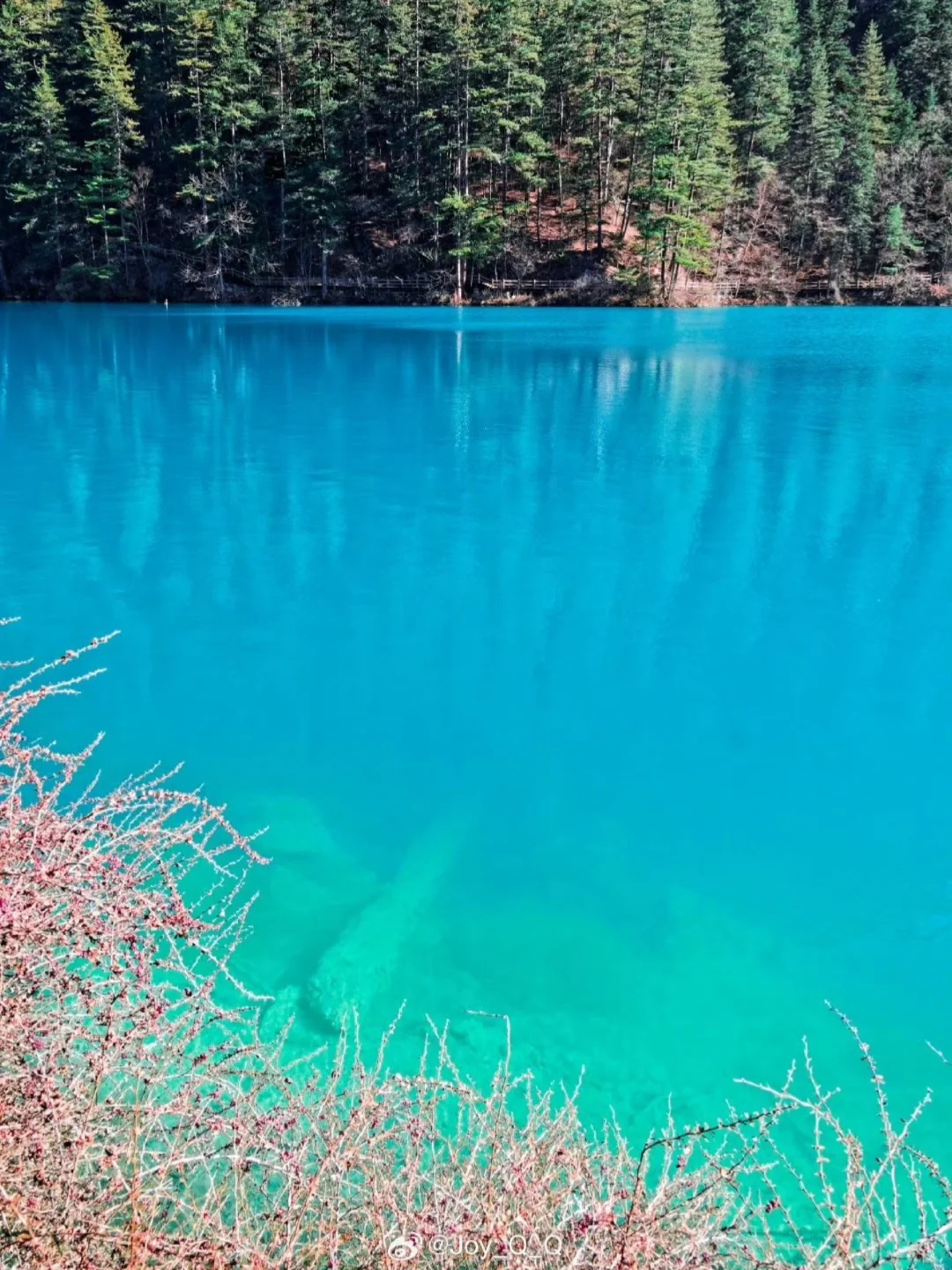 4.2📍九寨沟春日奇遇！！闯入了动物世界