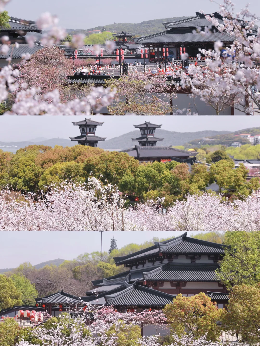 在无锡！今年见过最震撼的樱花！！！