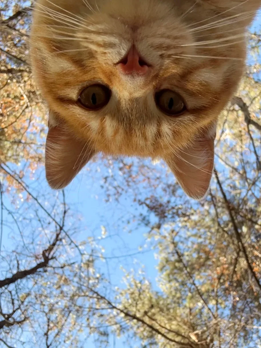 4.2📍九寨沟春日奇遇！！闯入了动物世界