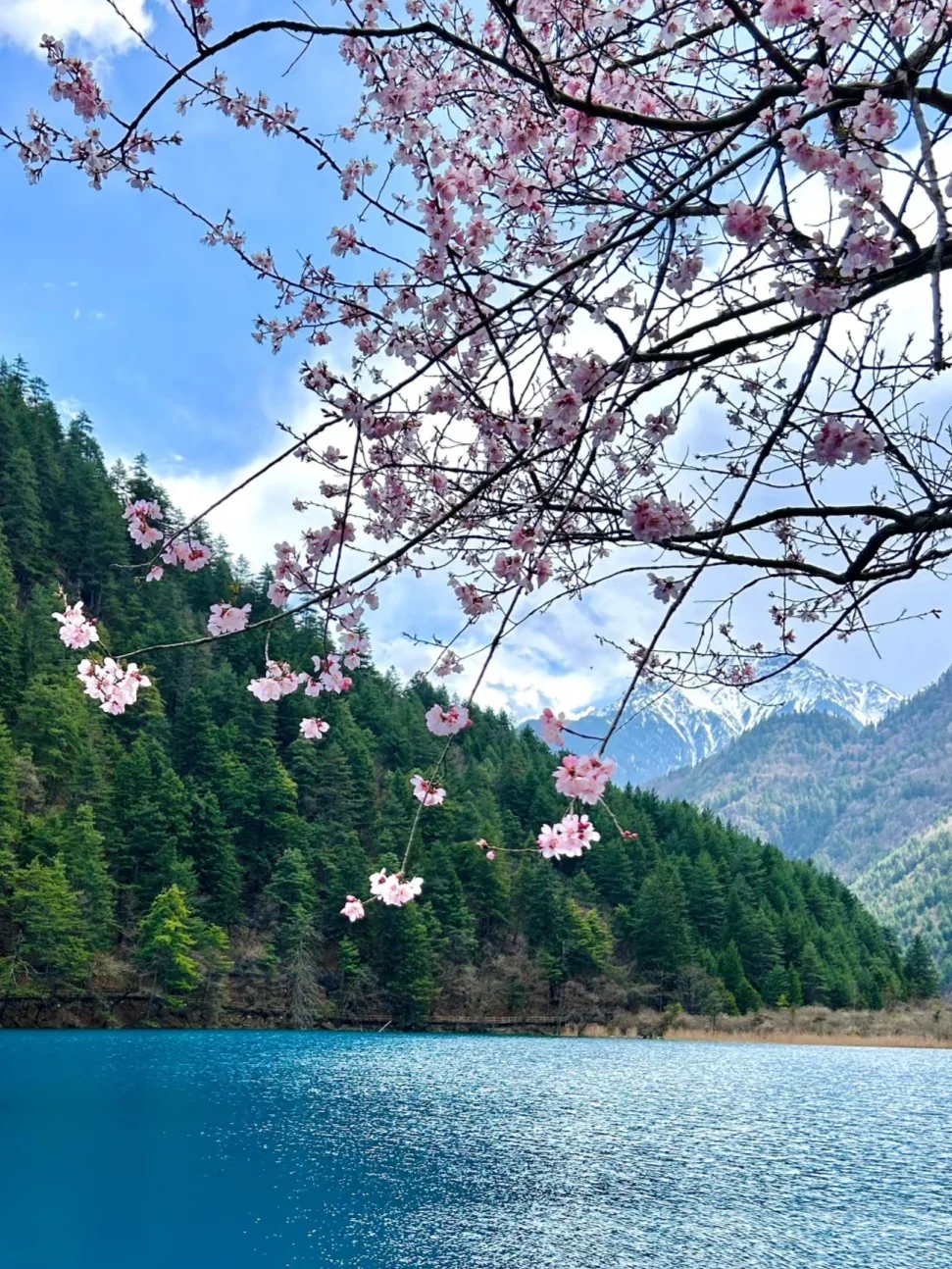 4.2📍九寨沟春日奇遇！！闯入了动物世界