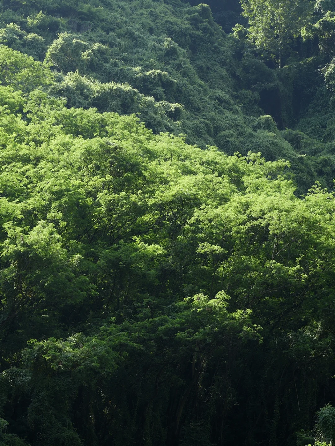 我宣布！这是昆明周边最像新西兰⛰️的地方
