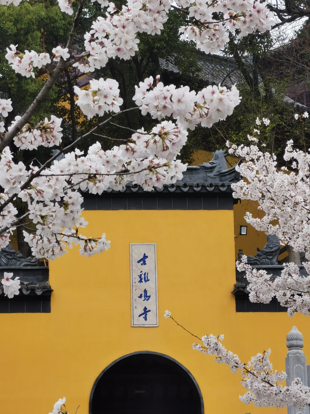 接下来的南京，是一万次的春和景明