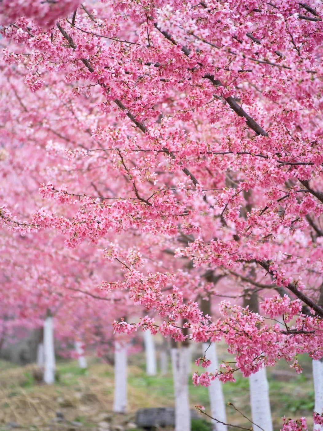 3-5月安顺旅游攻略🌸小众宝藏地大揭秘✨