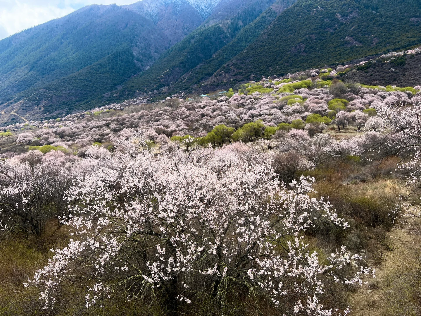 林芝｜雅鲁藏布大峡谷，已投诉