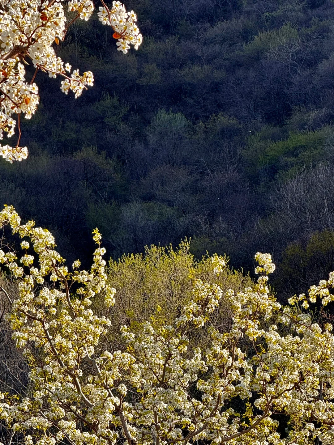 北京绝美徒步路线（69）大清贡梨园赏梨花