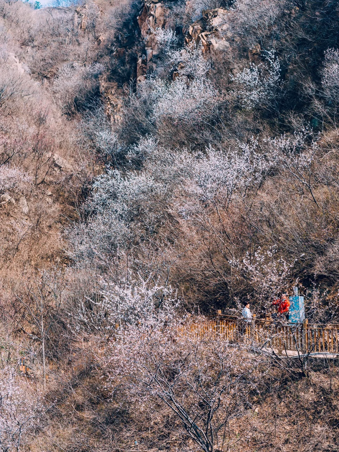 清明去京郊❗️山桃花➕长城➕湖泊，附线路攻略