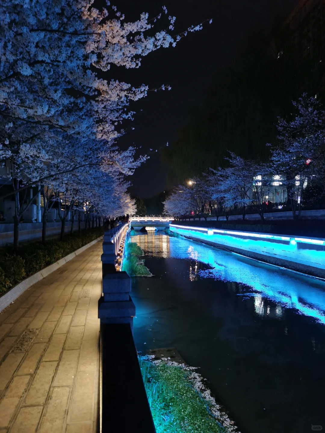 接下来的南京，是一万次的春和景明