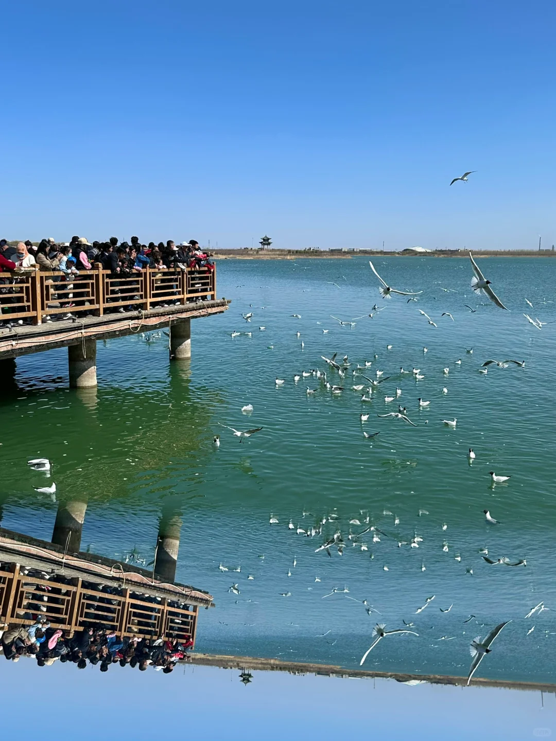 4.2居然在宁夏看到大片海鸥！