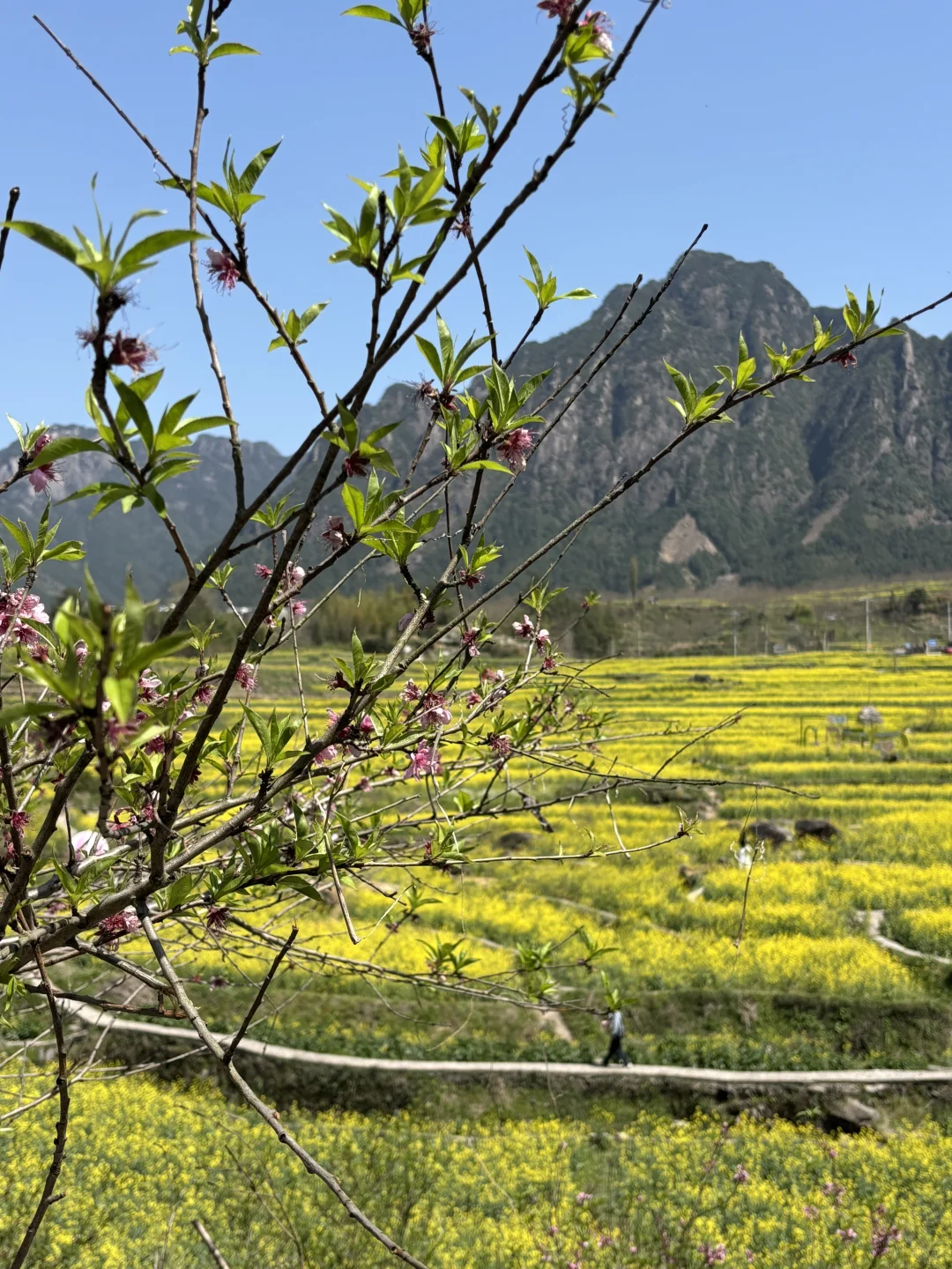婺源宏村去腻了❗️绝美油菜花梯田在这里