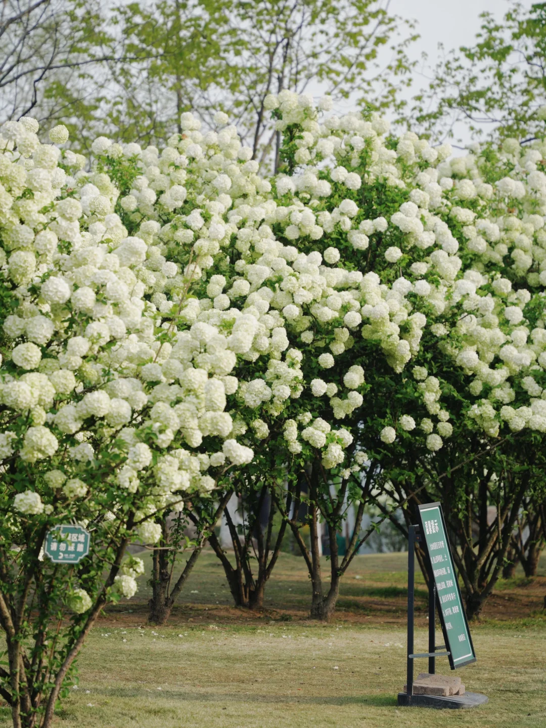 4.2湘湖木绣球| 多处木绣球花海适合拍人像！