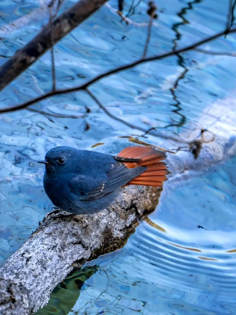 4.2📍九寨沟春日奇遇！！闯入了动物世界