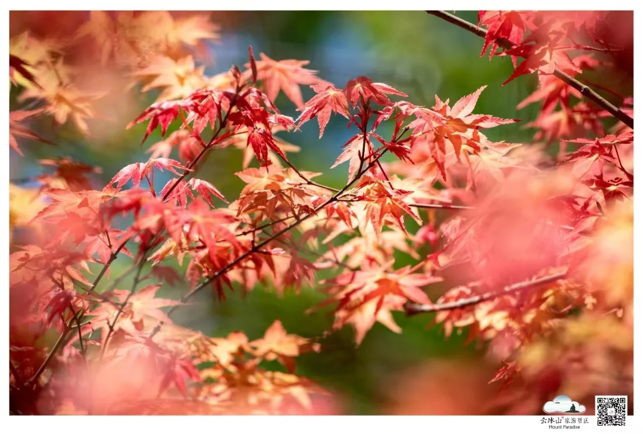云冰山景区：邂逅，那片惊艳的枫红