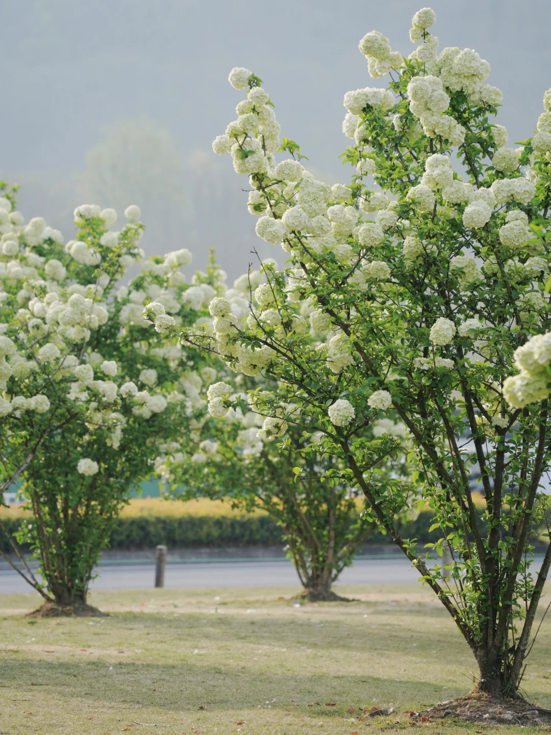 4.2湘湖木绣球| 多处木绣球花海适合拍人像！