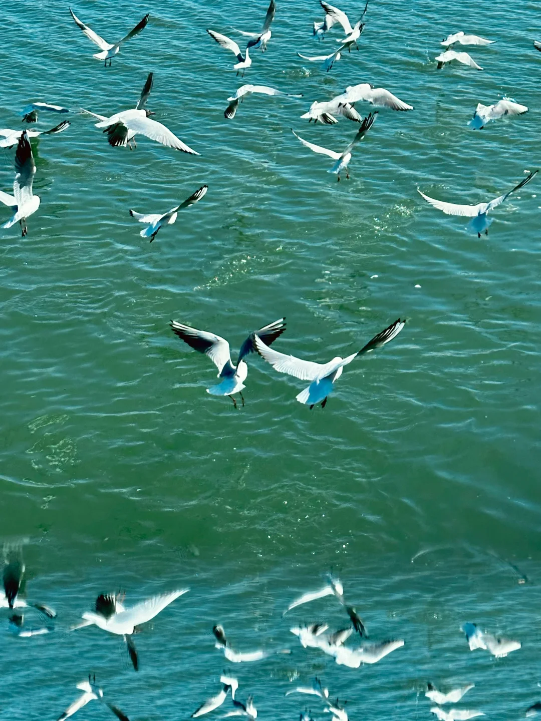 4.2居然在宁夏看到大片海鸥！
