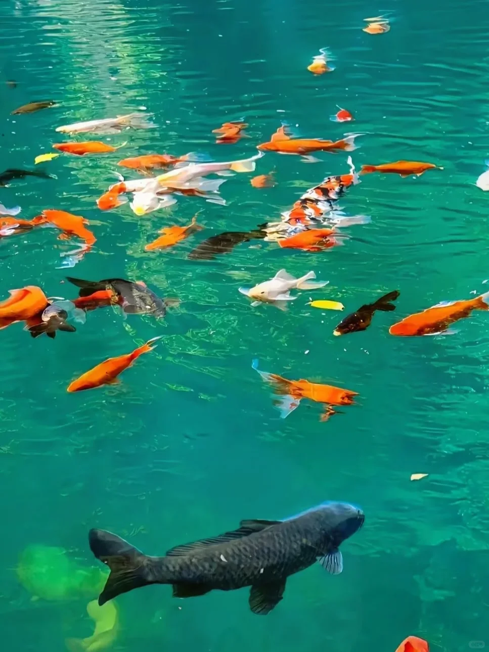 4.2📍九寨沟春日奇遇！！闯入了动物世界