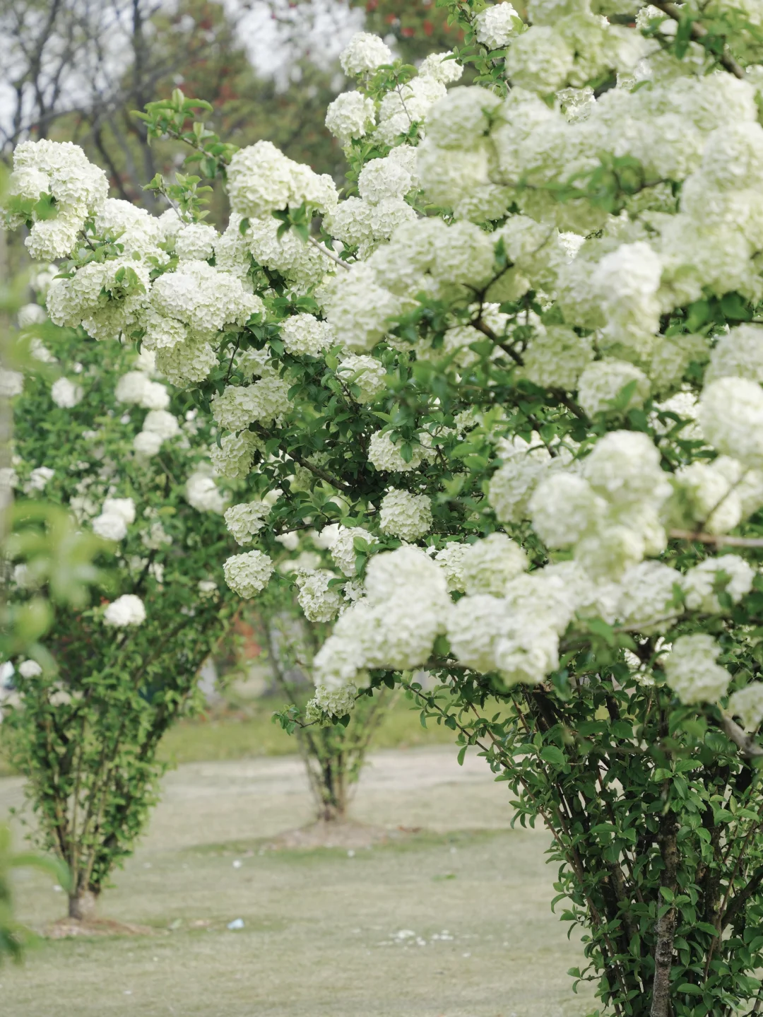 4.2湘湖木绣球| 多处木绣球花海适合拍人像！