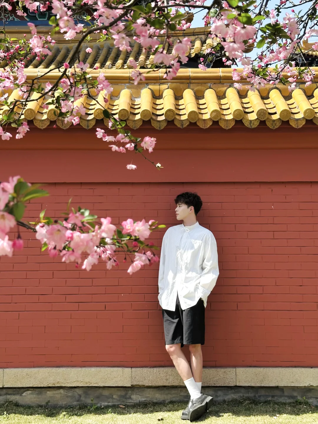 在无锡！今年见过最震撼的樱花！！！