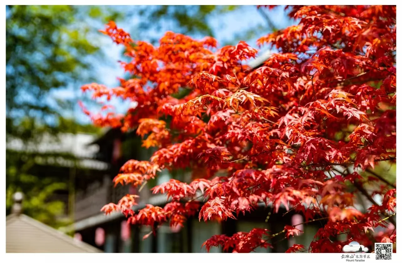 云冰山景区：邂逅，那片惊艳的枫红