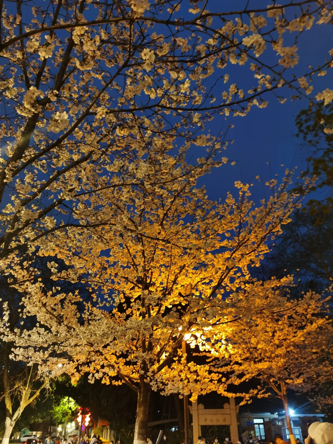 接下来的南京，是一万次的春和景明