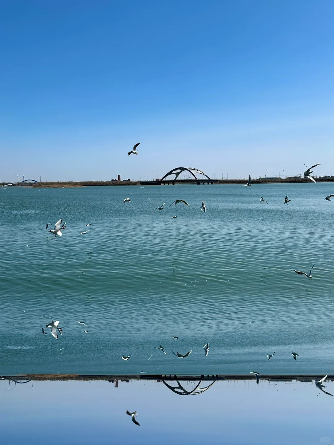 4.2居然在宁夏看到大片海鸥！