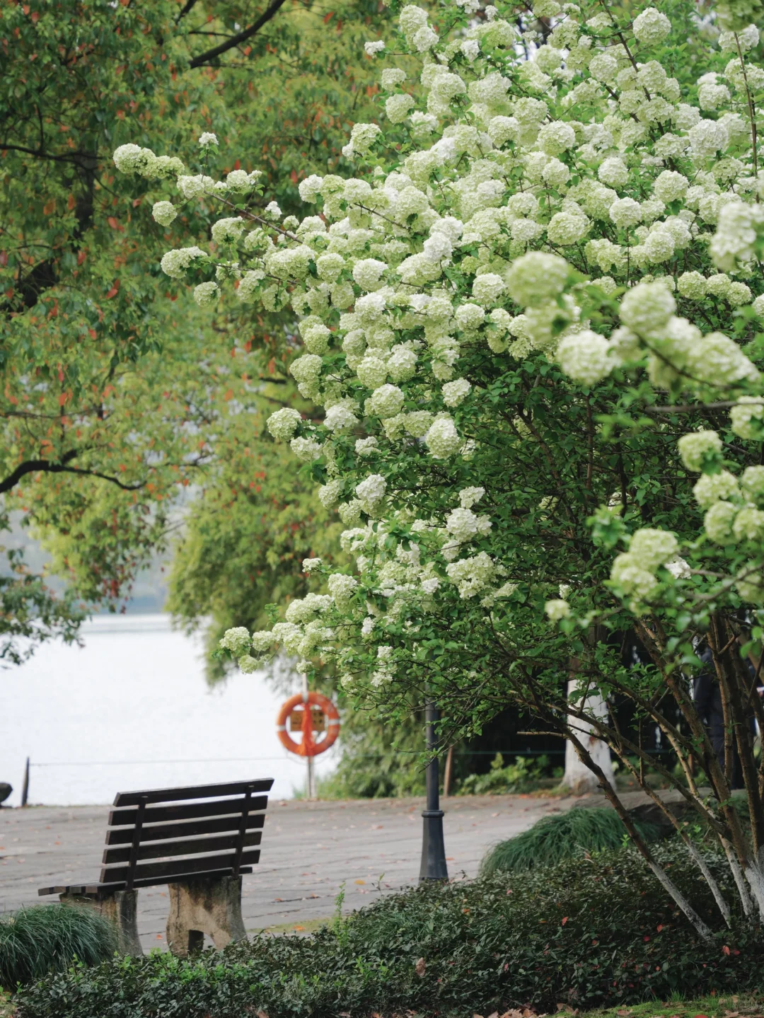 4.2湘湖木绣球| 多处木绣球花海适合拍人像！