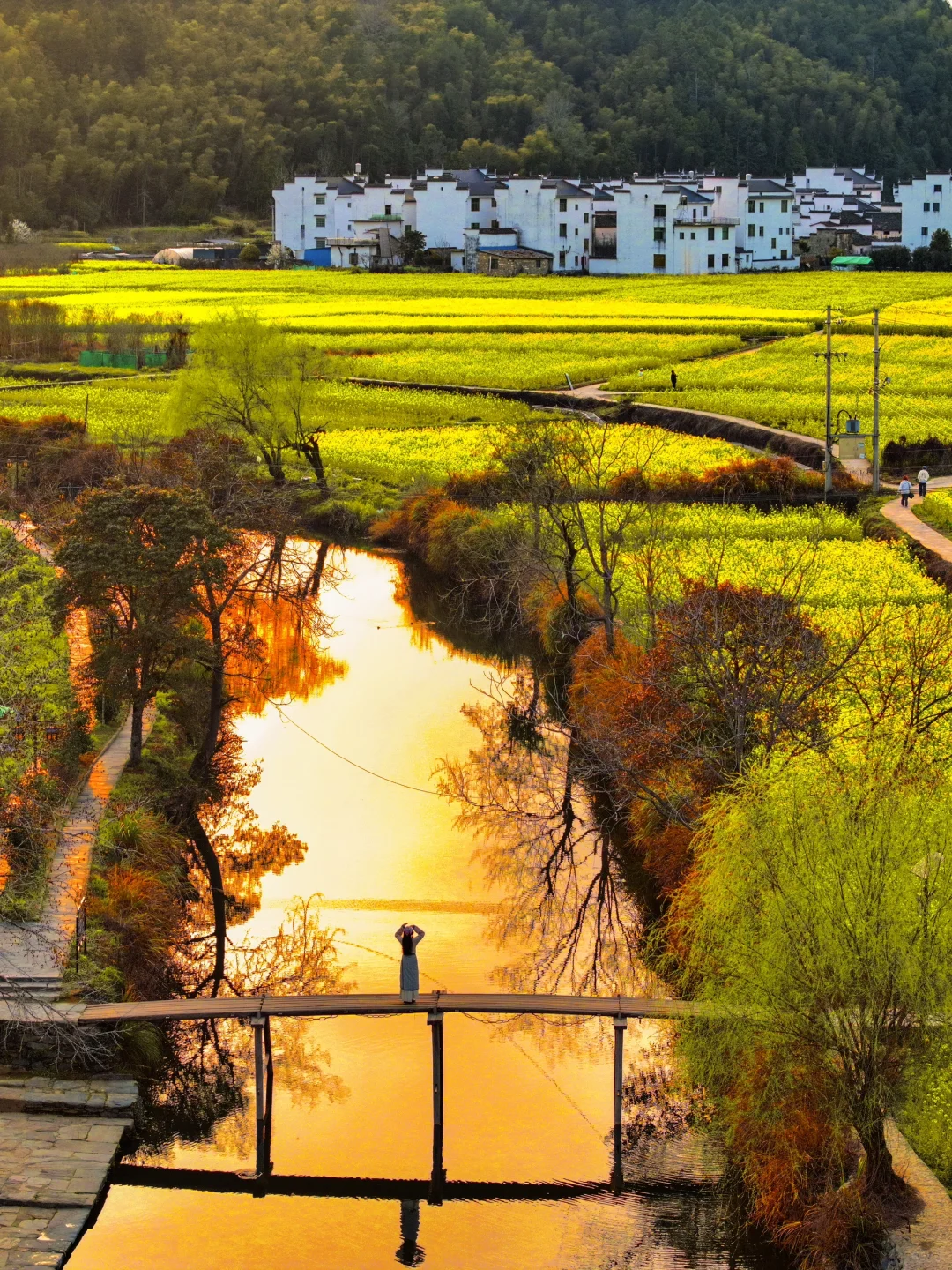 live实况🌼婺源的春天美到封神！没有平替…